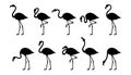 Set of silhouette flamingos. Cute flamingos collection. Flamingo animal exotic, nature wild fauna. Exotic tropical bird.